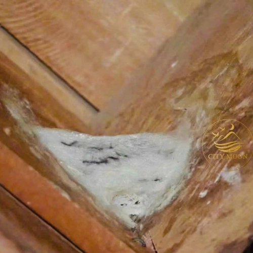 YẾN THÔ GÓC GÂN